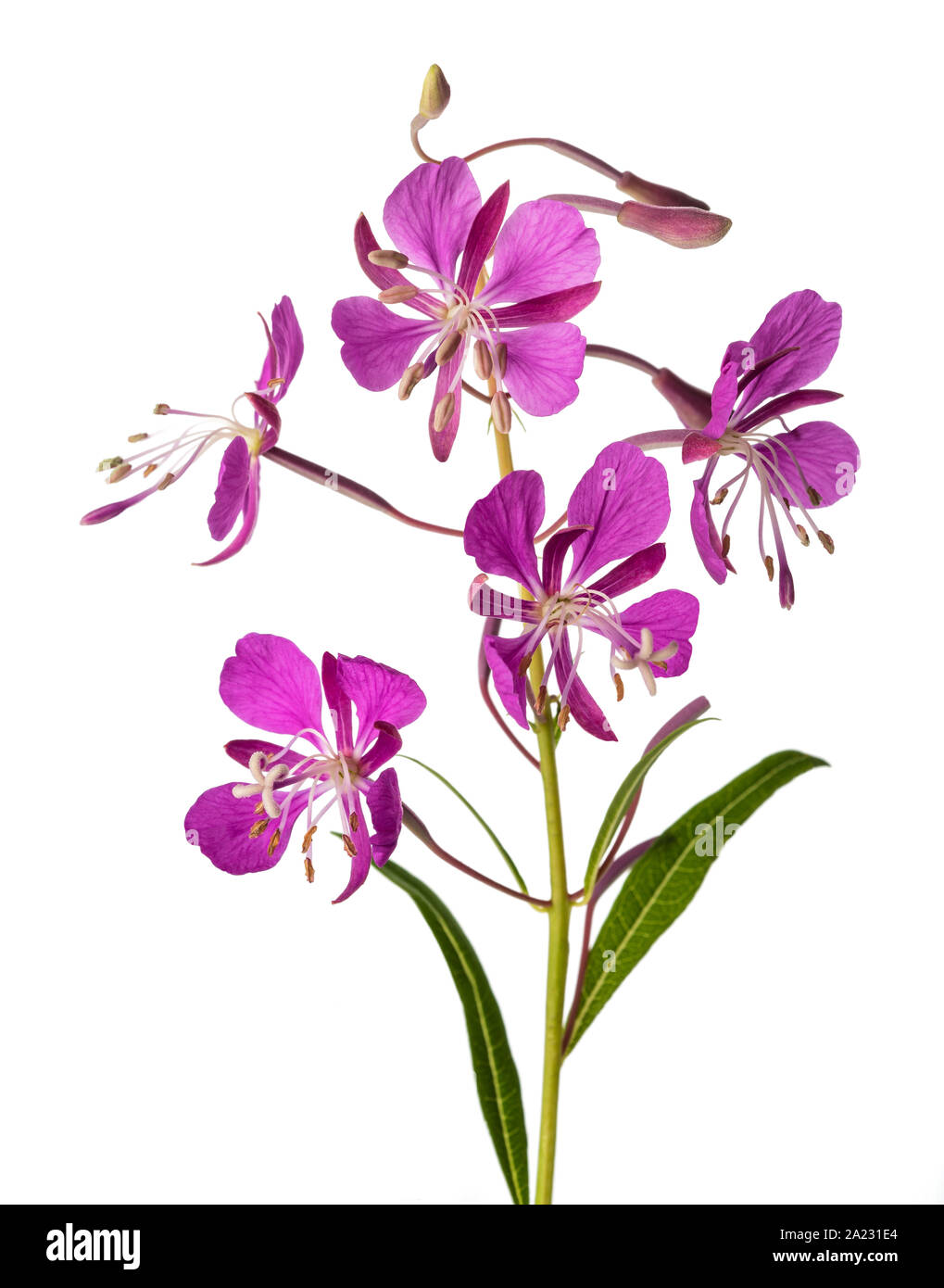 Willow Herb flowers isolated on white background Stock Photo