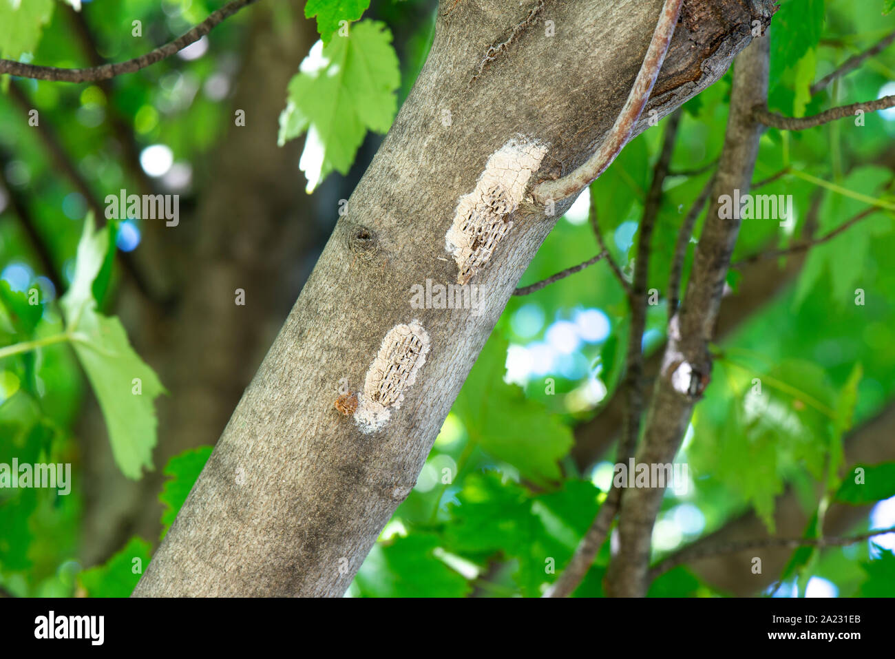 OLD HATCHED OUT EGG MASSES OF SPOTTED LANTERNFLY (LYCORMA DELICATULA