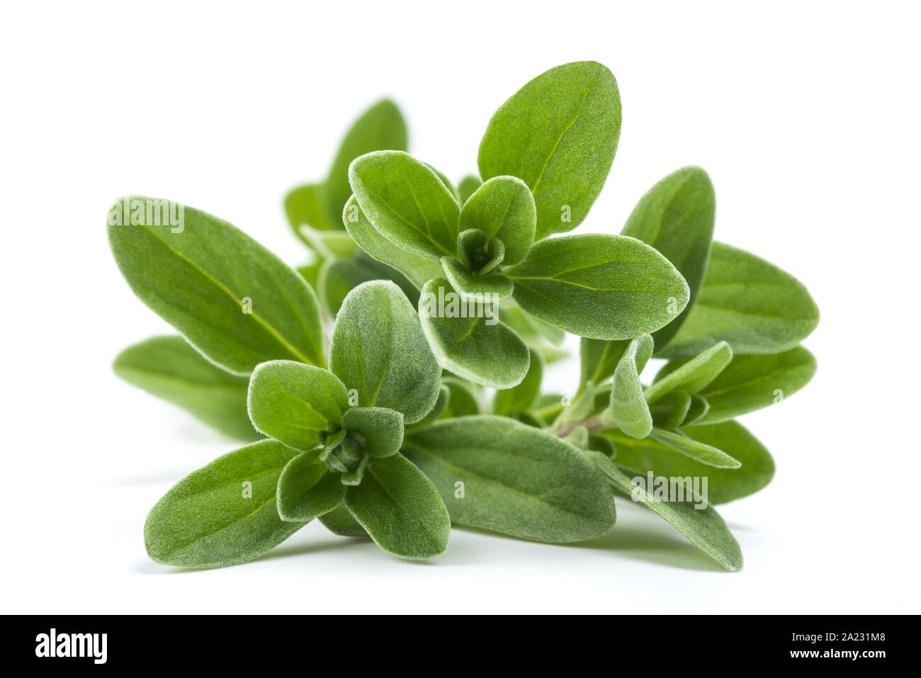 Fresh green marjoram plants isolated on white background Stock Photo