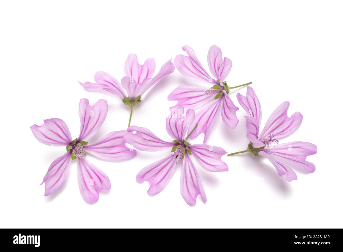 mallow flowers isolated on white background Stock Photo - Alamy