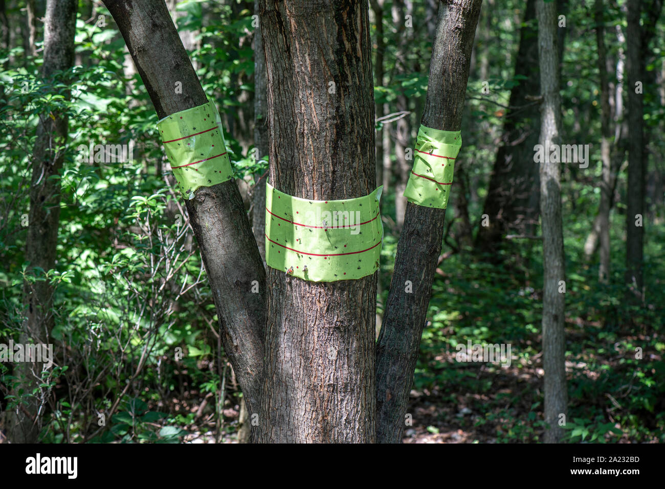 STICKY TRAP BANDS WRAPPED AROUND THE TRUNKS OF A MAPLE TREE TO CAPTURE