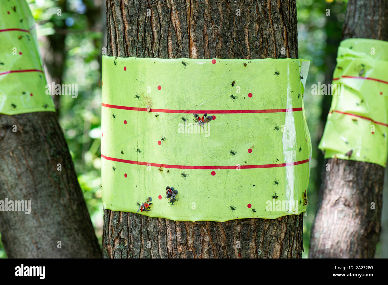 STICKY TRAP BANDS WRAPPED AROUND THE TRUNKS OF A MAPLE TREE TO CAPTURE
