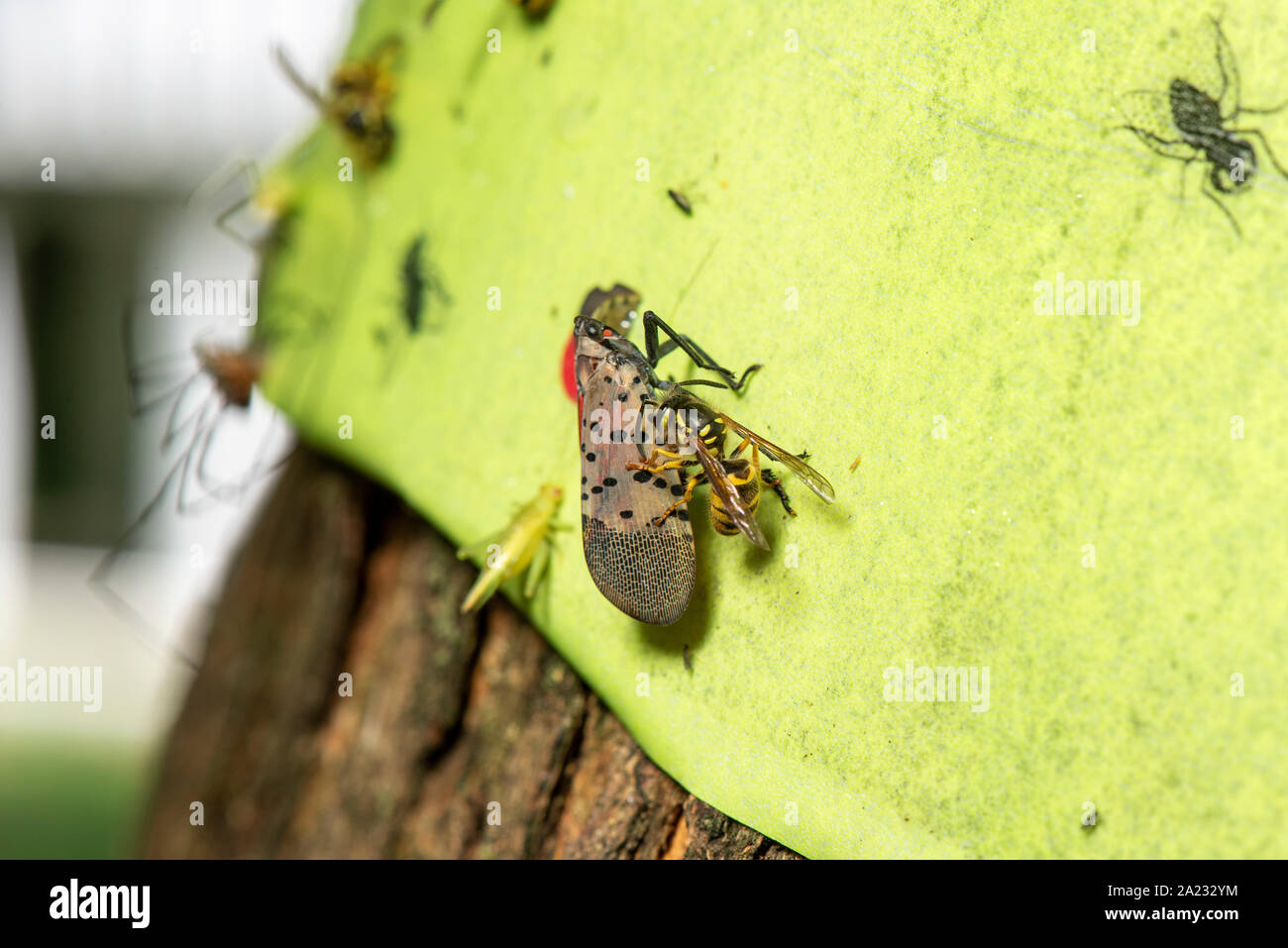 Sticky fly trap hi-res stock photography and images - Alamy