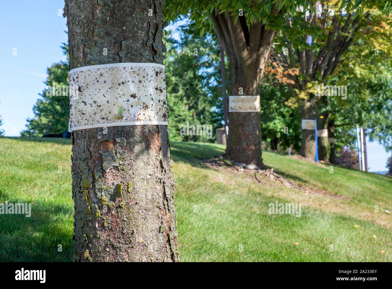 ROW OF TREES WITH STICKY TRAPS FOR SPOTTED LANTERNFLY (LYCORMA DELICATULA), PENNSYLVANIA Stock Photo