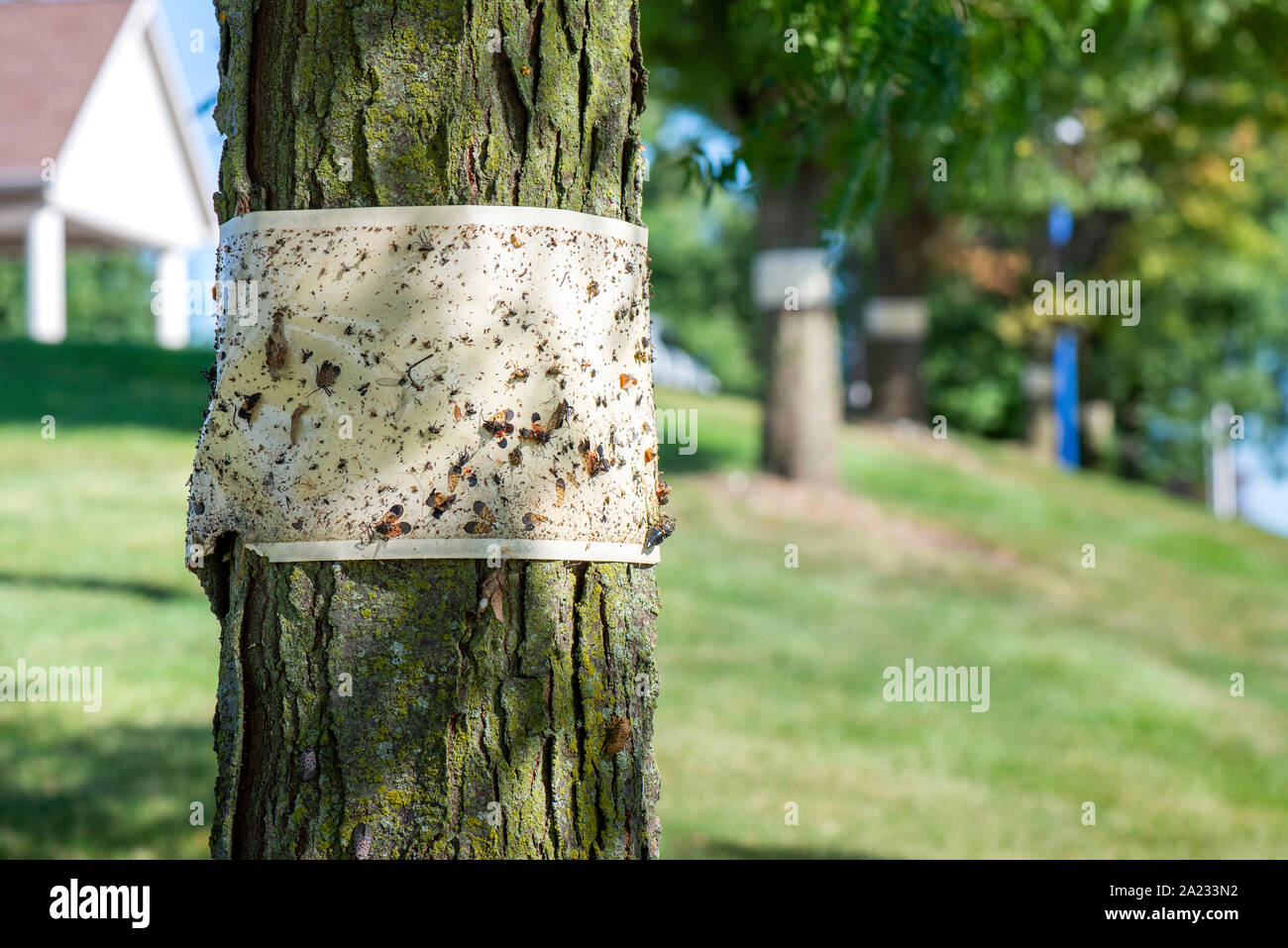 ROW OF TREES WITH STICKY TRAPS FOR SPOTTED LANTERNFLY (LYCORMA DELICATULA), PENNSYLVANIA Stock Photo