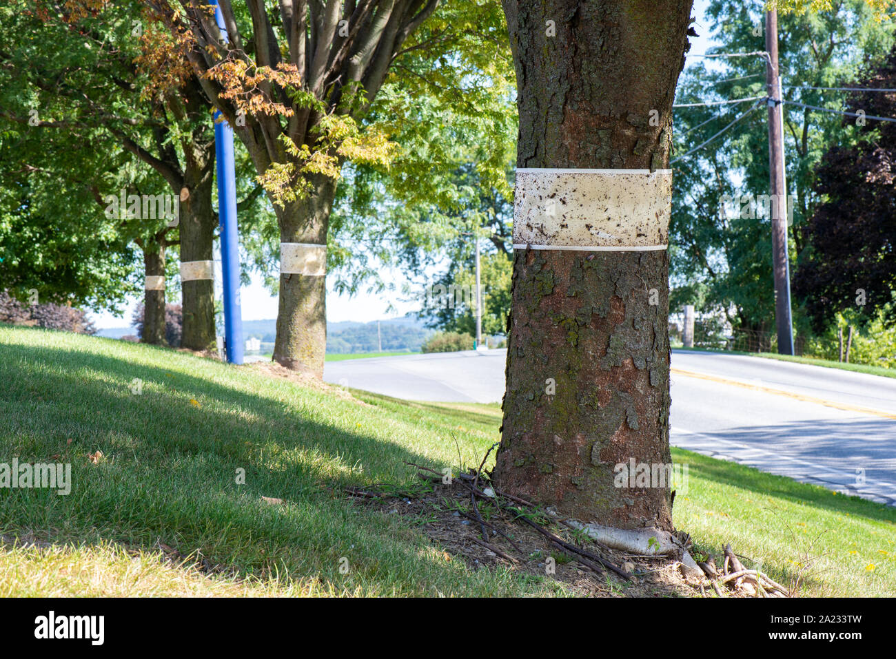 ROW OF TREES WITH STICKY TRAPS FOR SPOTTED LANTERNFLY (LYCORMA DELICATULA), PENNSYLVANIA Stock Photo