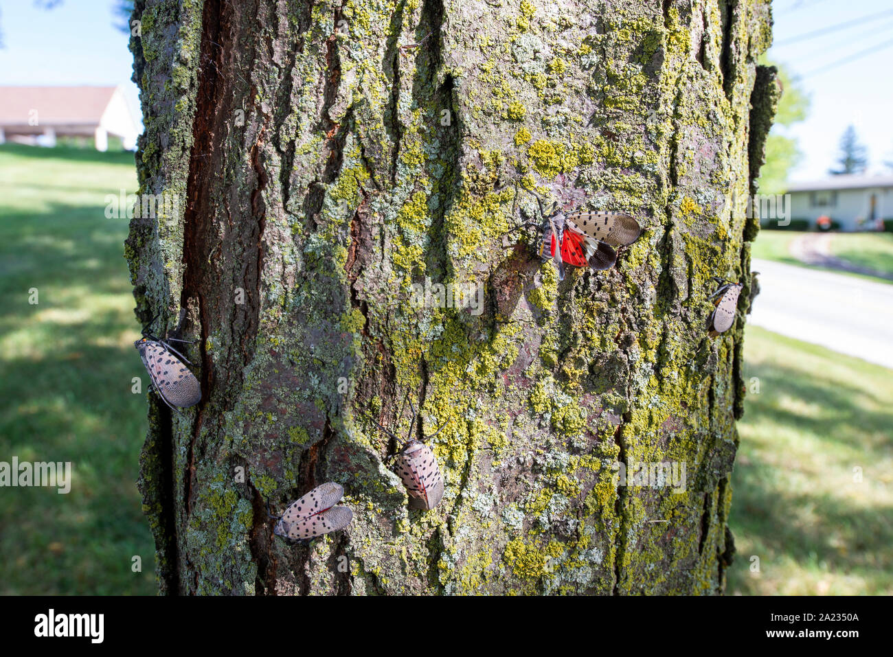 GROUP OF SPOTTED LANTERNFLY (LYCORMA DELICATULA) ADULTS (ONE SHOWING RED UNDER WINGS) ON LOCUST TREE, PENNSYLVANIA Stock Photo