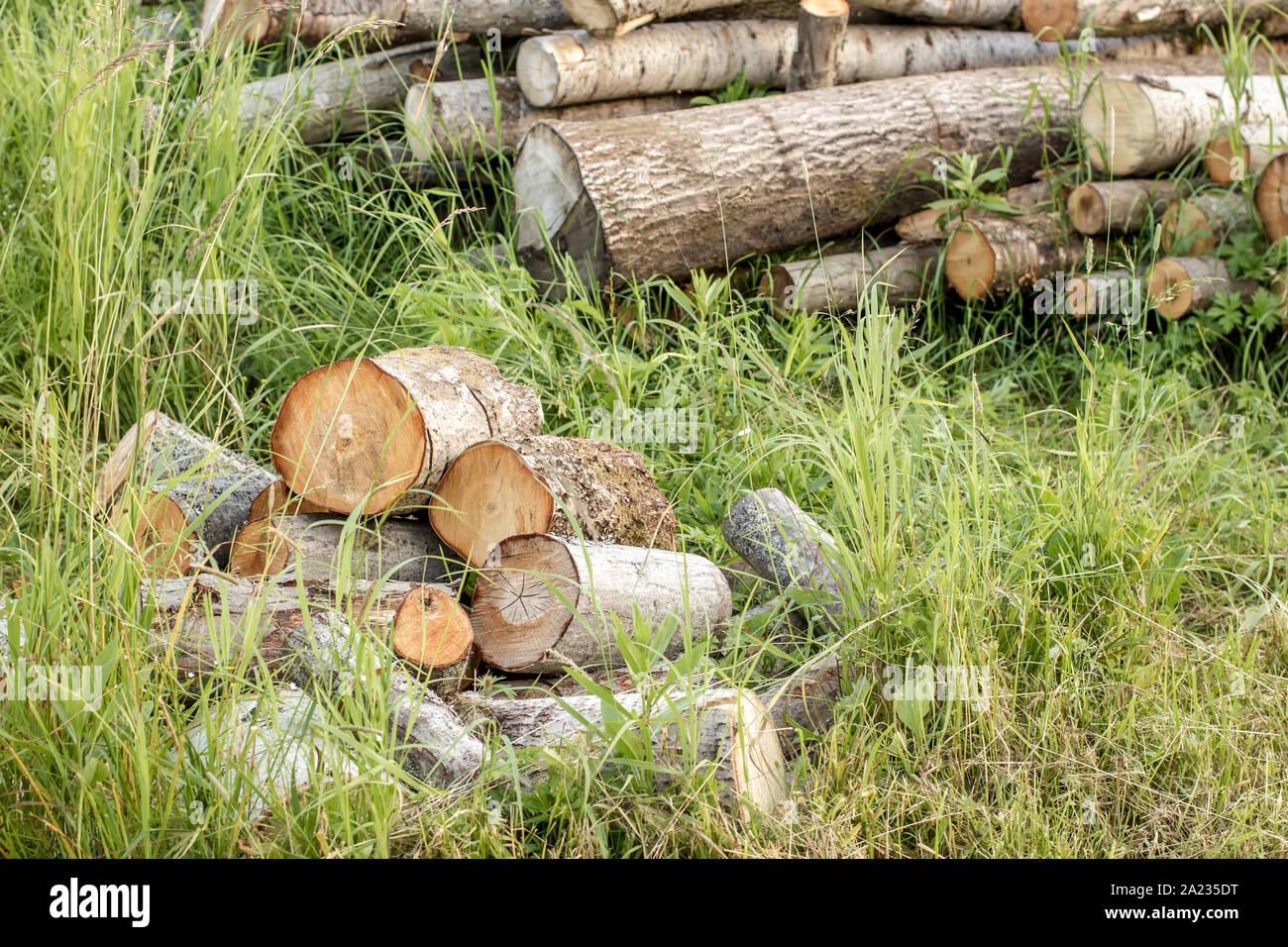 Bunch of birch and aspen sawn firewood, lying folded logs in the