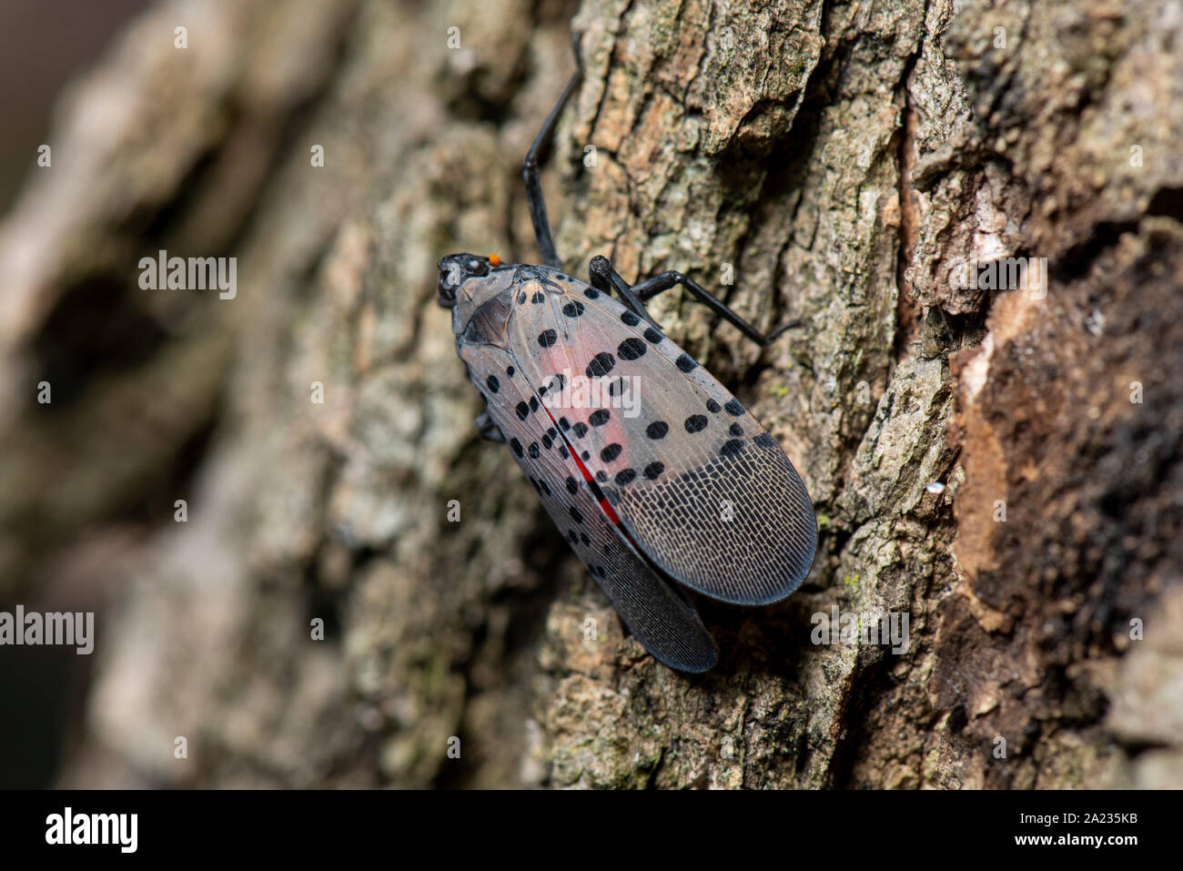Spotted lanternfly adult hi-res stock photography and images - Alamy