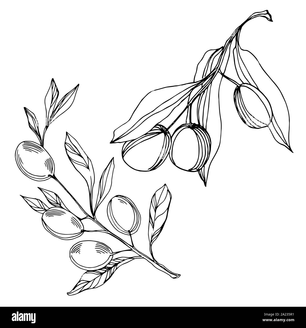 Vector Olive branch with fruit. Black and white engraved ink art ...