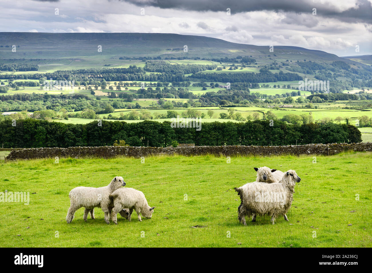 Wensleydale sheep hi-res stock photography and images - Alamy