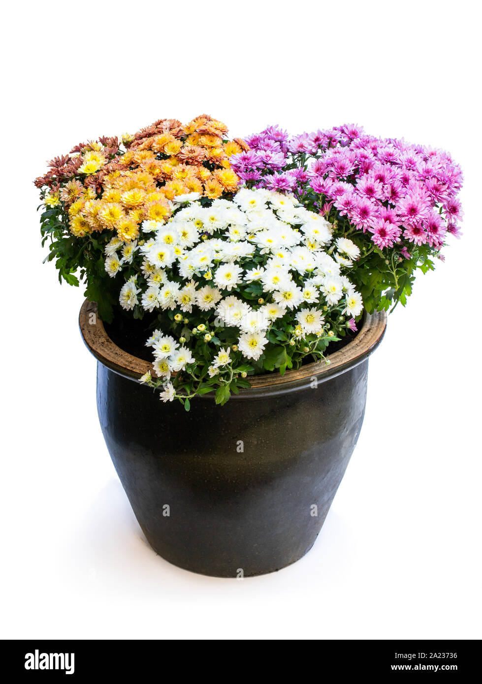 Assorted flowering chrysanthemums in big clay pot isolated on white