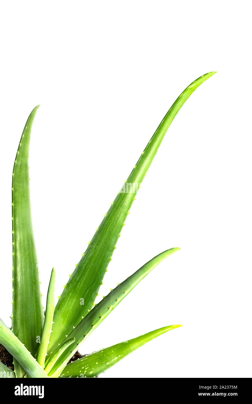 Aloe Vera leaf closeup on white background Stock Photo Alamy