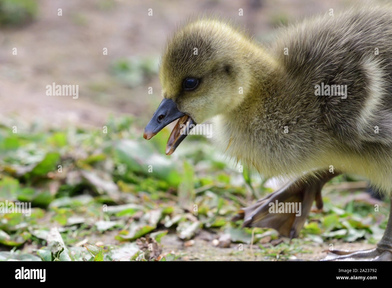Close up of a newborn greylag goose (anser anser) gosling Stock Photo