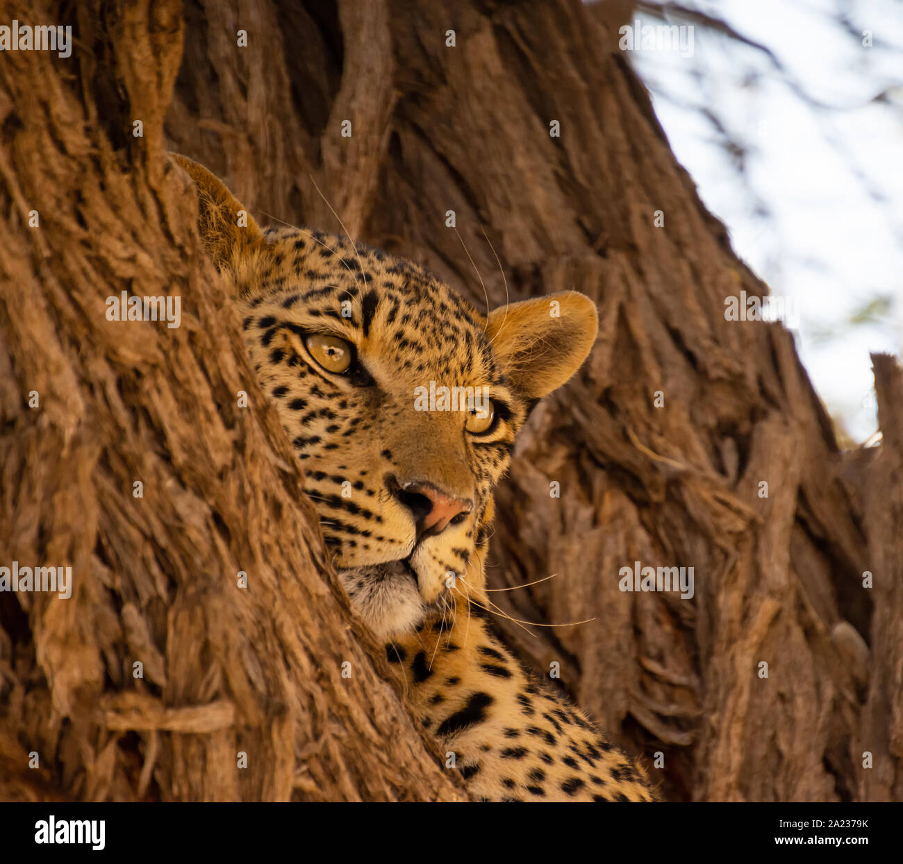 Adult wild african leopard hi-res stock photography and images - Alamy