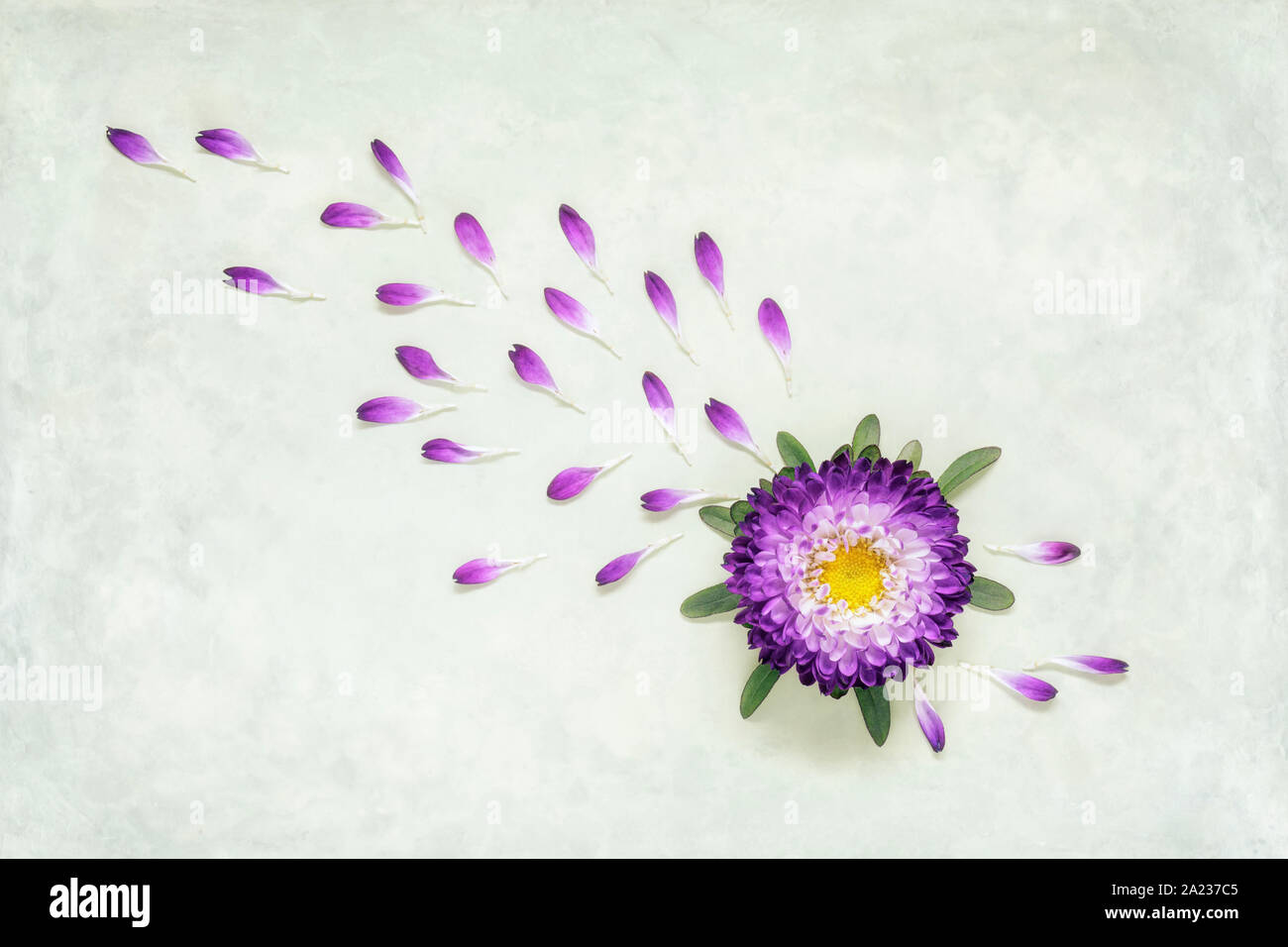 Single purple Aster with scattered Petals Stock Photo