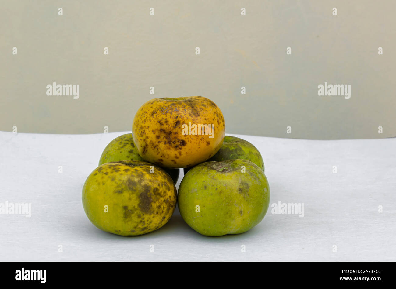 Mature White Sapote Fruits Stock Photo