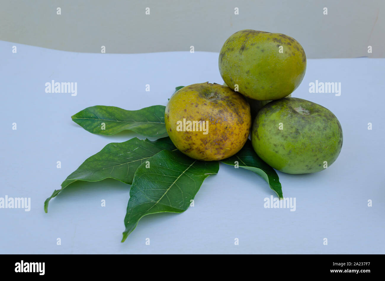 White sapote leaves hires stock photography and images Alamy