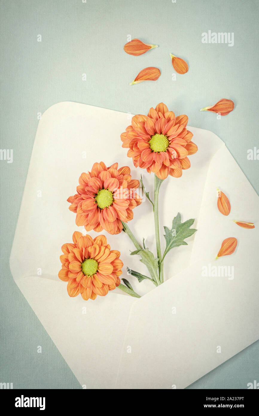 Three Chrysanthemums peeking out of Envelope Stock Photo