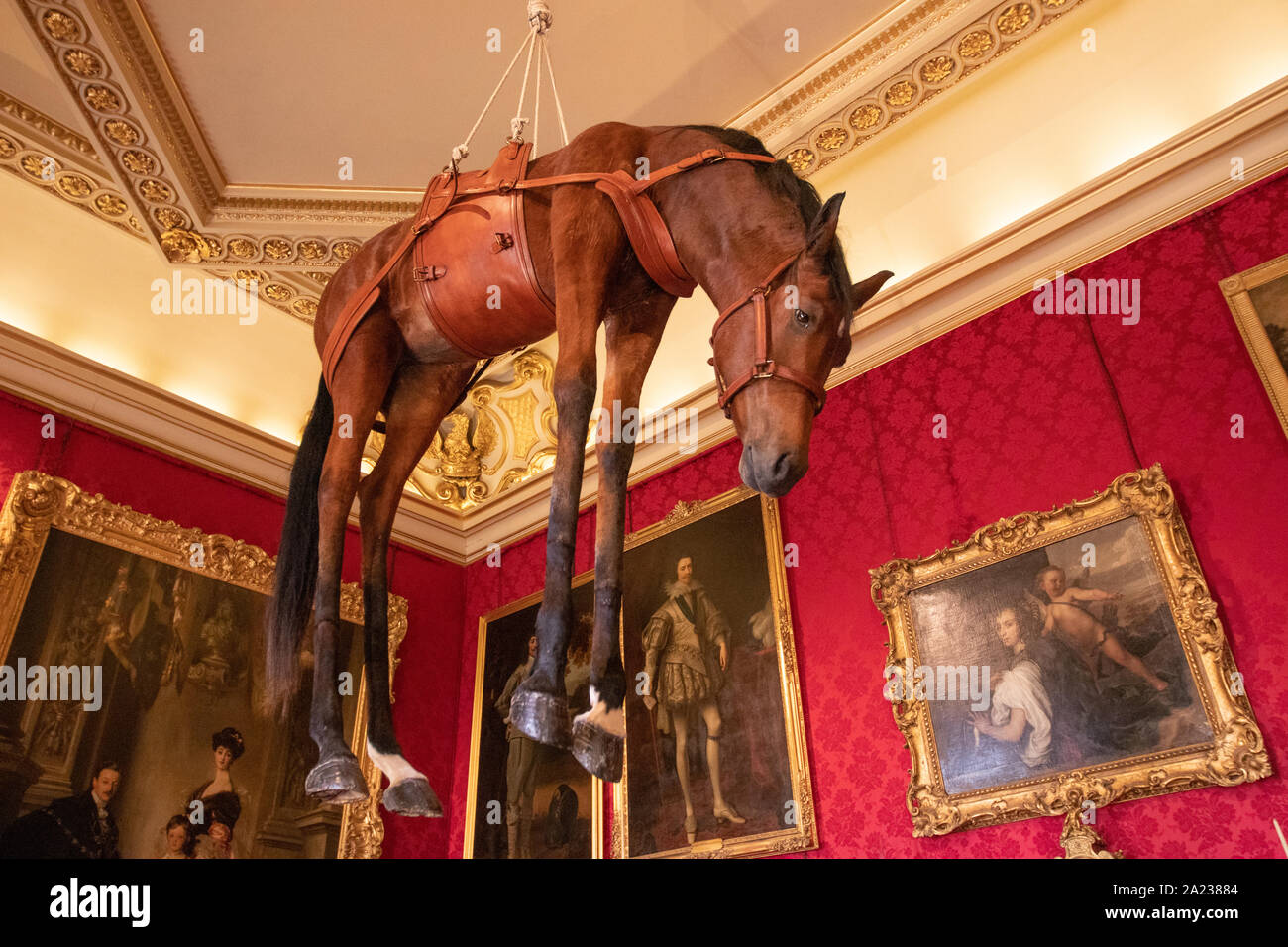 Maurizio Cattelan's stuffed horse hanging exhibit in Blenheim Palace. It  was here that famous his 18 carot Golden toilet art exhibit was stolen  Stock Photo - Alamy