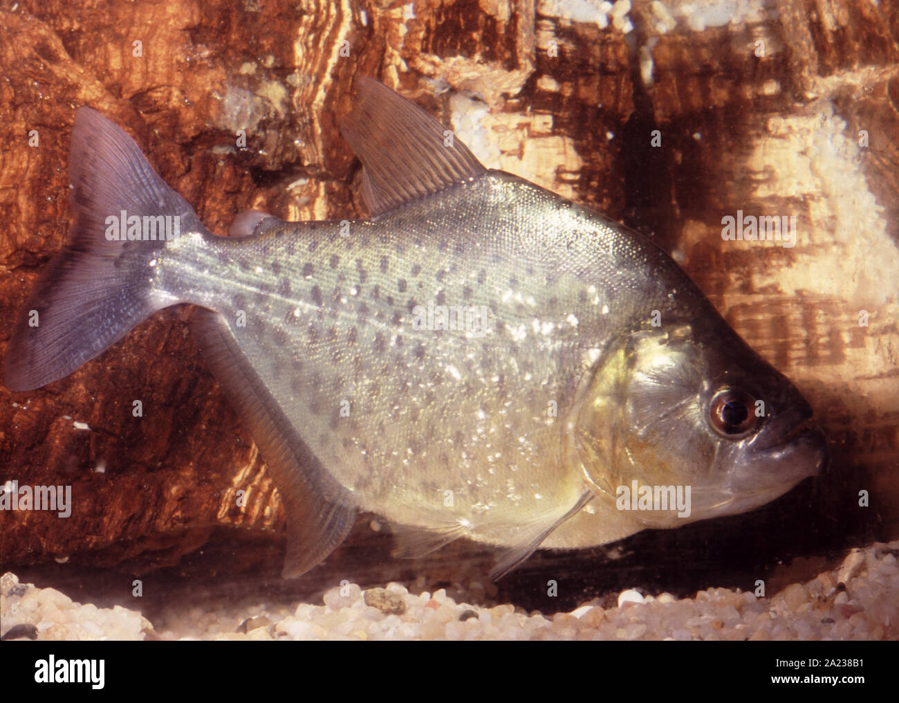 White piranha, Serrasalmus brandtii Stock Photo