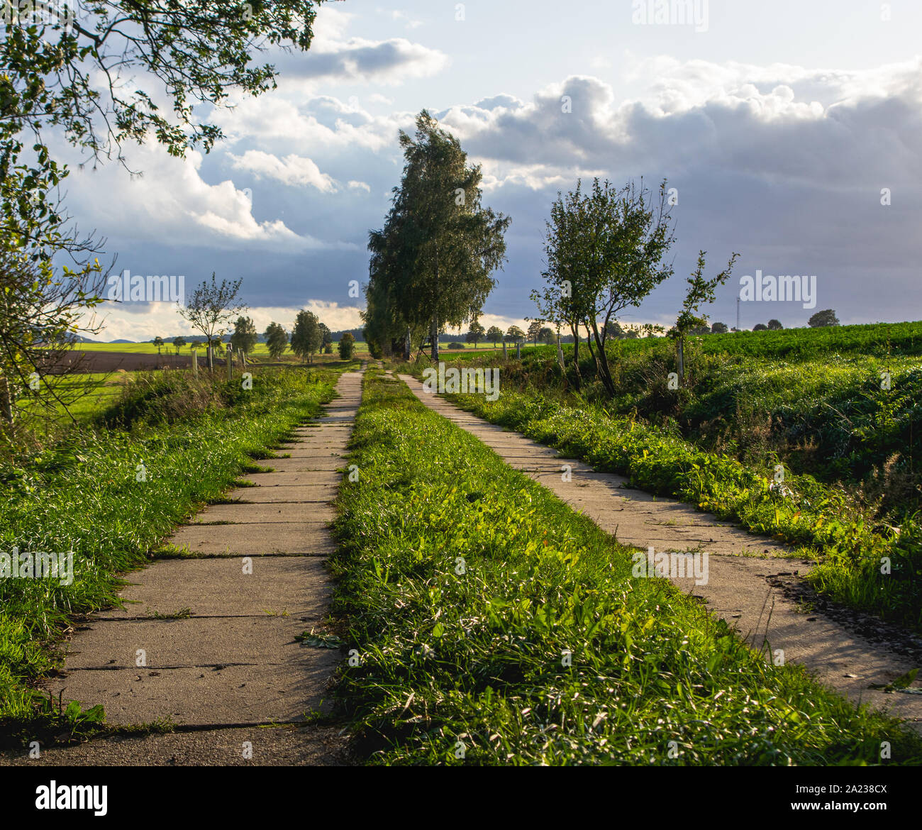 concrete slab farm road in warm sunset light with trees and green fields Stock Photo