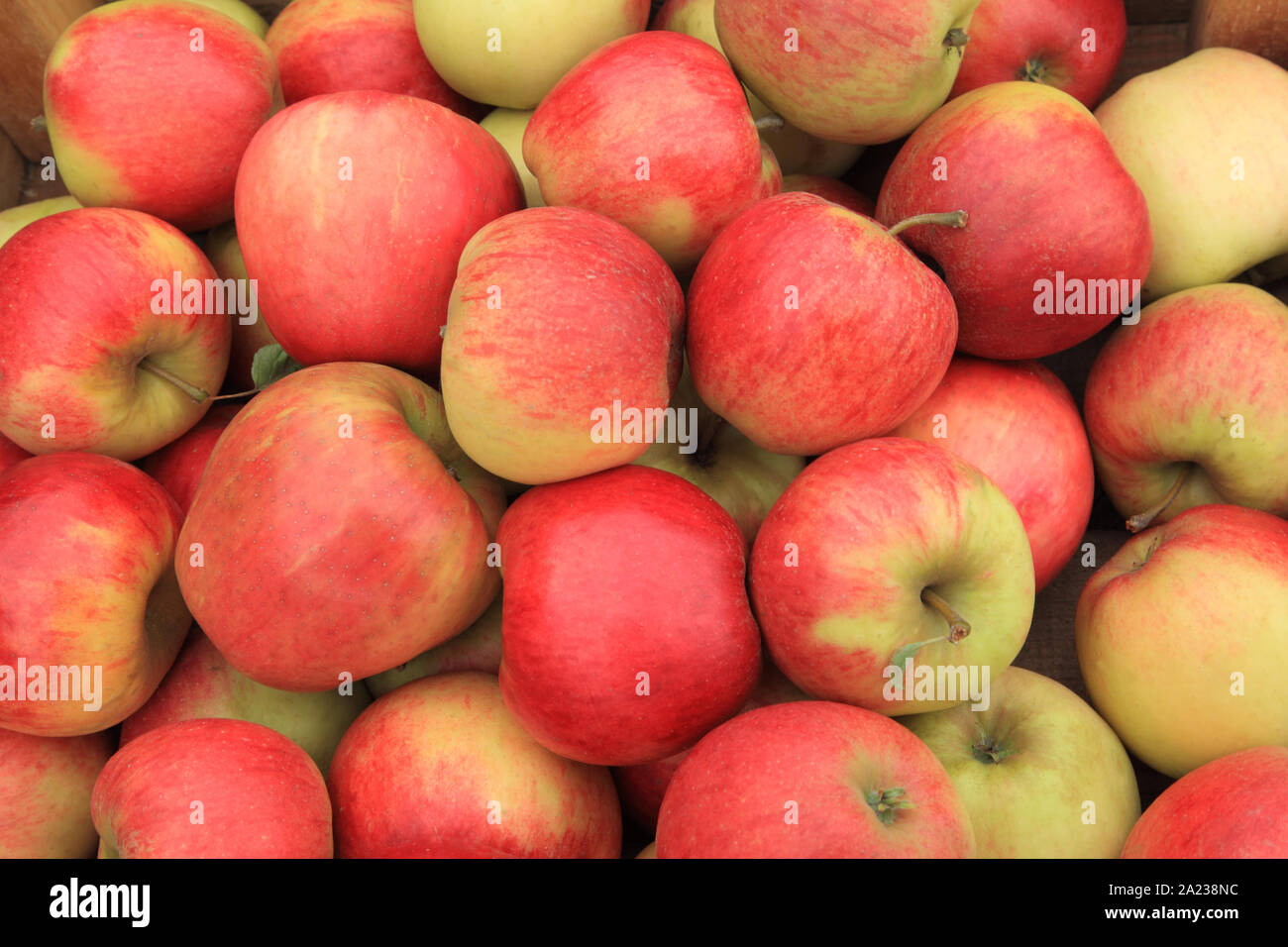 Apple 'Honey Crisp', eating apple, eaters, apples, Malus Domestica Stock Photo