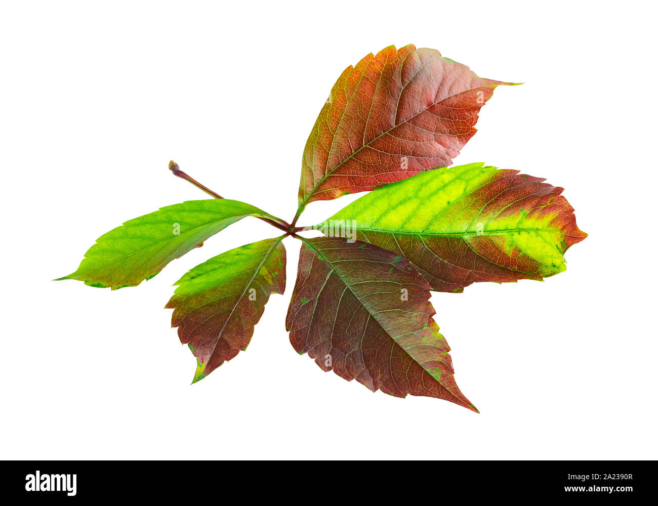 Fall leaf of Virgin ivy or Virginia creeper autumn color on white background Stock Photo
