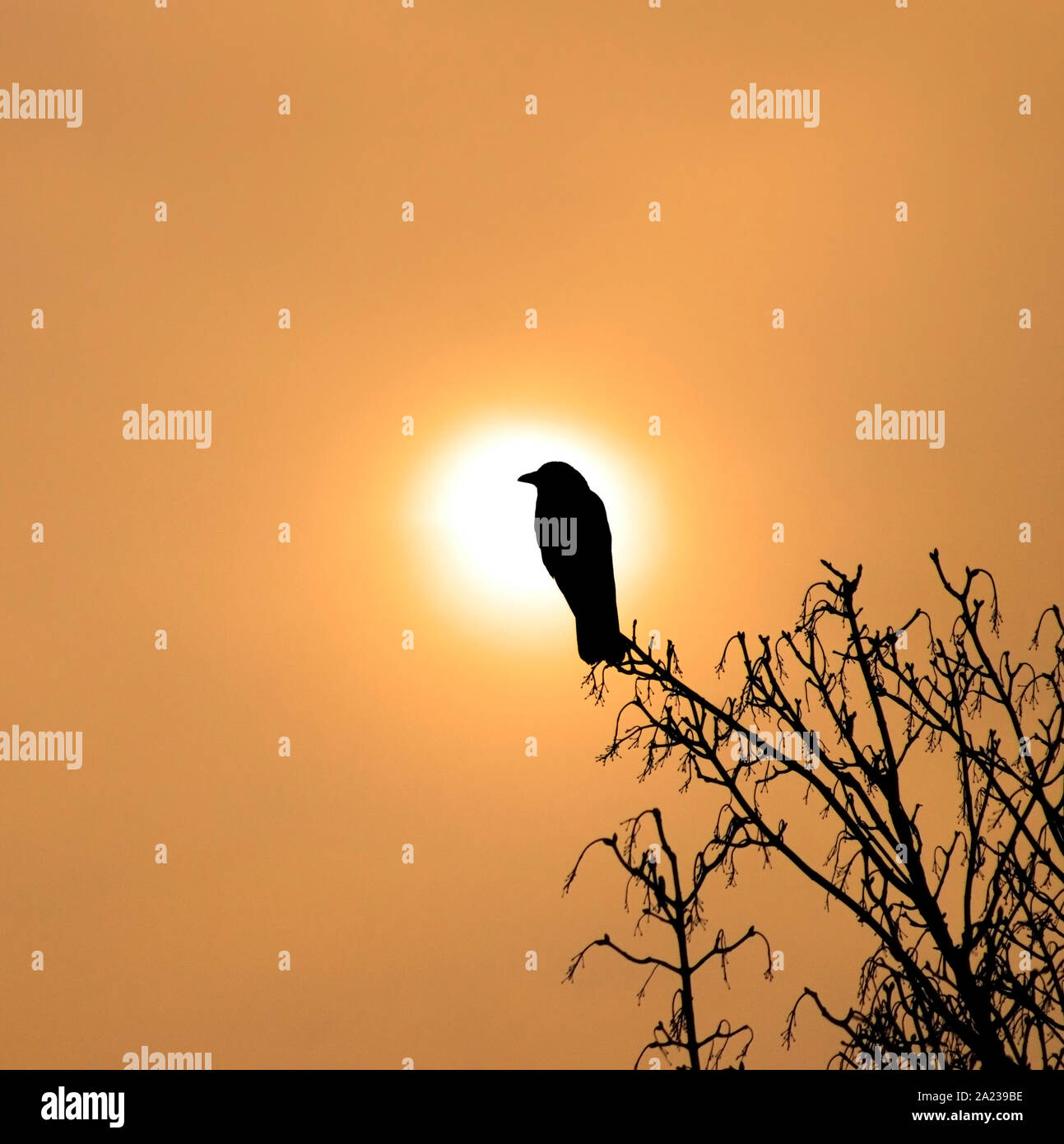 crow at sunrise Stock Photo