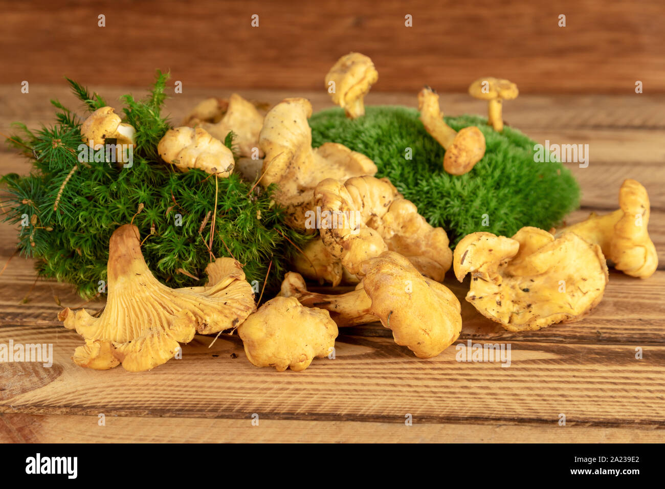 Pile of chanterelle mushrooms on wooden background. Chanterelle wild