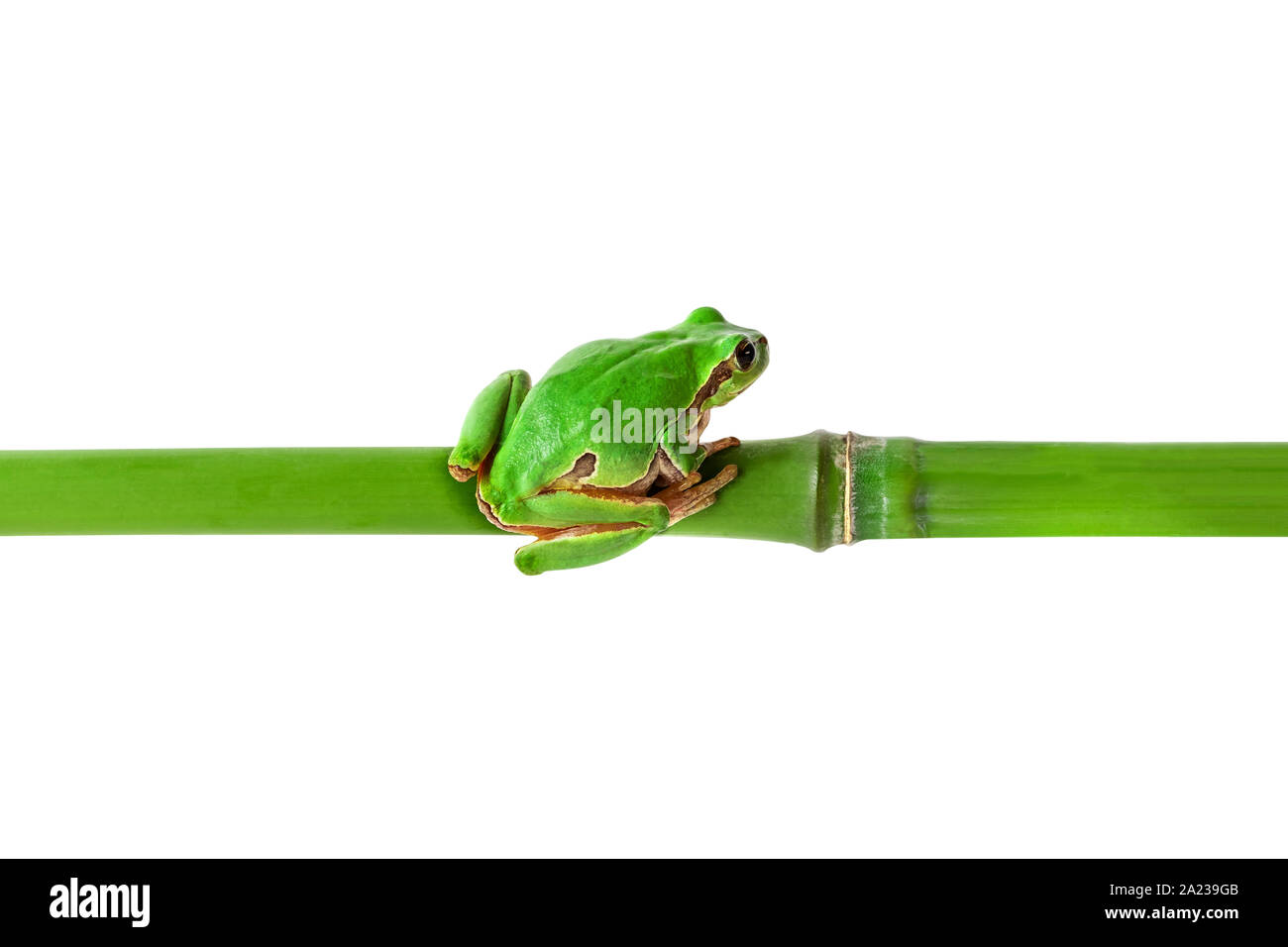 Green frog sitting on bamboo stick. Tree frog on bamboo isolated on white with clipping path. Horizontal position image. Stock Photo