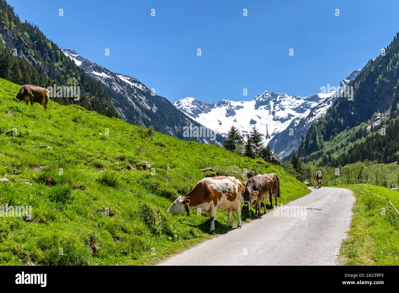 Cows grazing - alpine mountain landscape Stock Photo