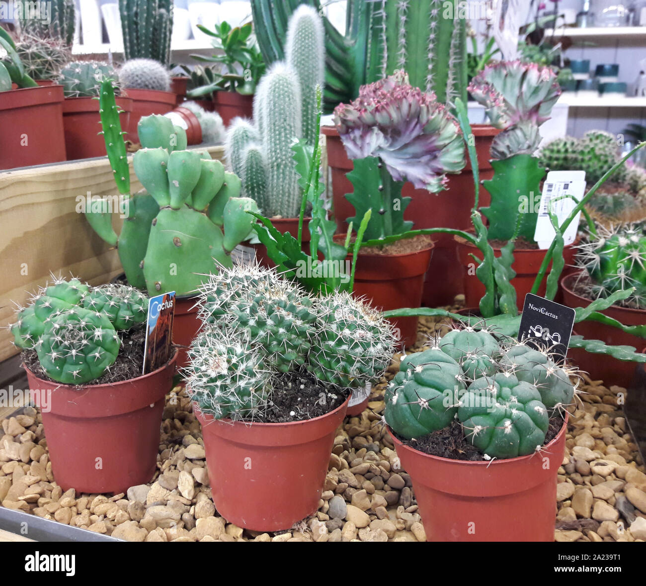 Cartoon succulents hi-res stock photography and images - Alamy