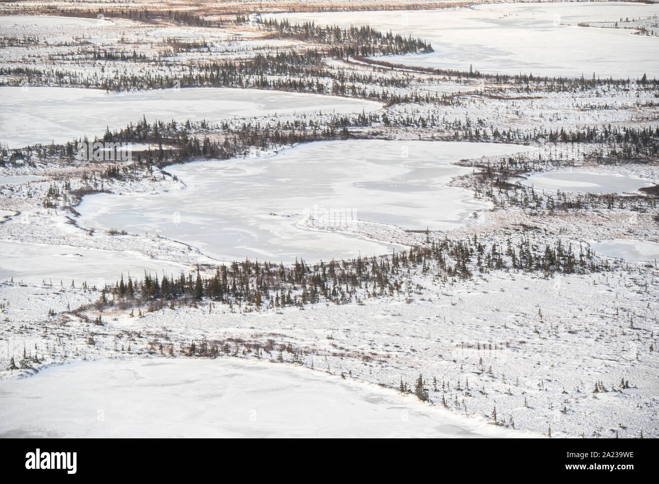 Hudson Bay lowlands at freeze-up from the air. Boreal trees and ponds,  Churchill, Manitoba, Canada Stock Photo - Alamy