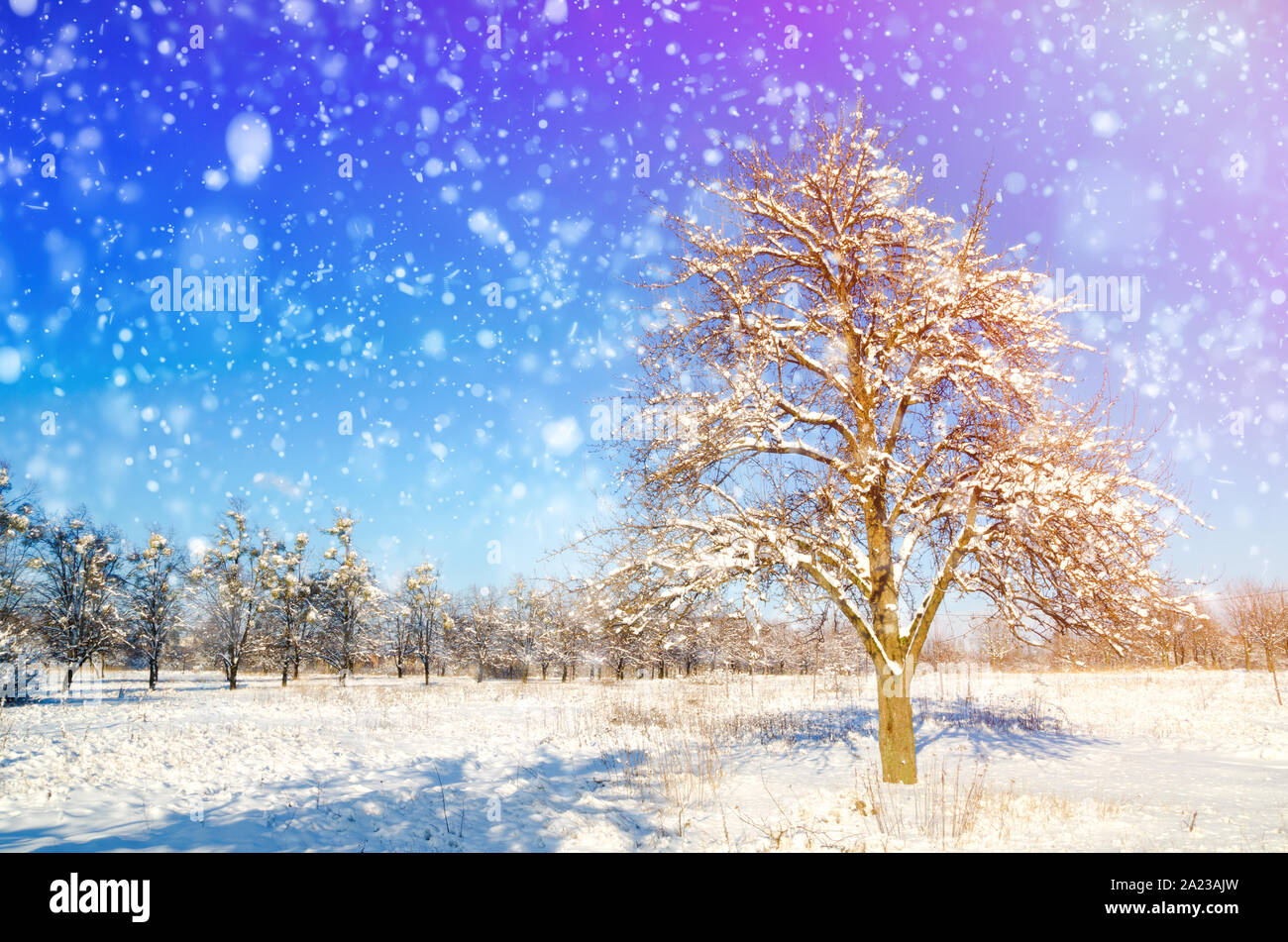 winter landscape of trees with snow Stock Photo - Alamy