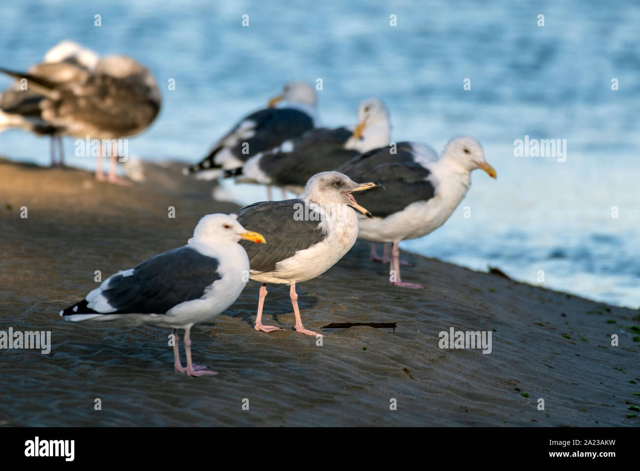 Southern California Seagulls roosting along the sandy shore of the beach as morning light illuminates the water with mouth wide open Stock Photo