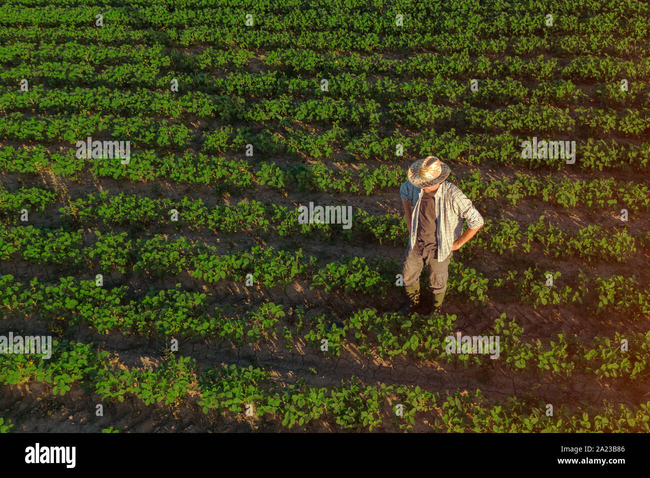 Soybean farmer in field, aerial view of agronomist standing in organic crop plantation observing development of the plants Stock Photo