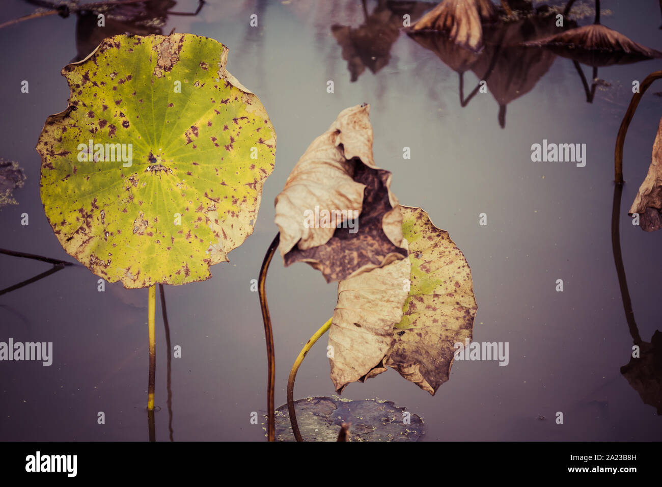 Dying plant leaves hires stock photography and images Alamy