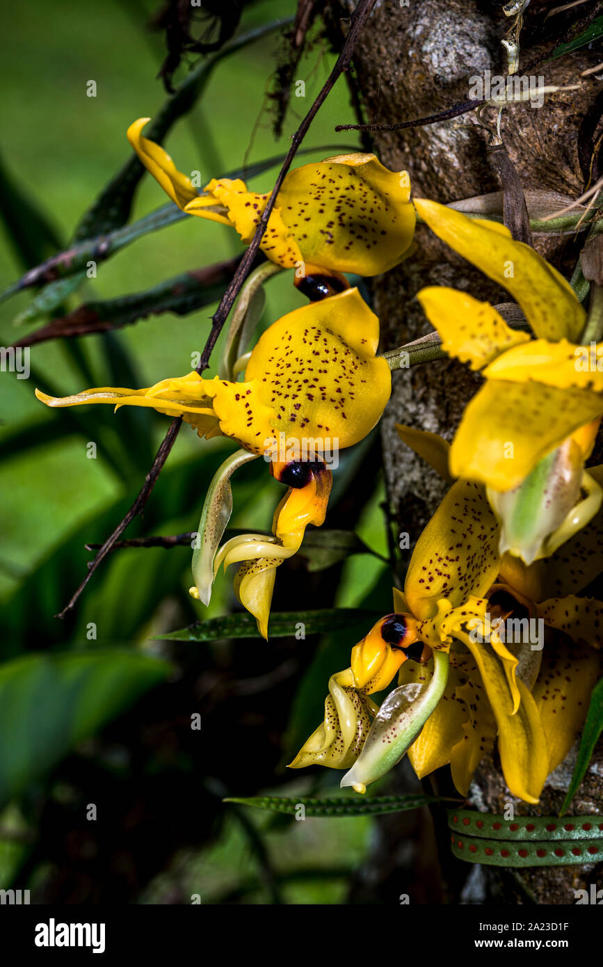 Yellow Ward’s Stanhopea orchids close up Stock Photo
