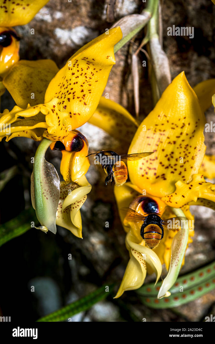 Yellow Ward’s Stanhopea orchids with bumble bees close up Stock Photo