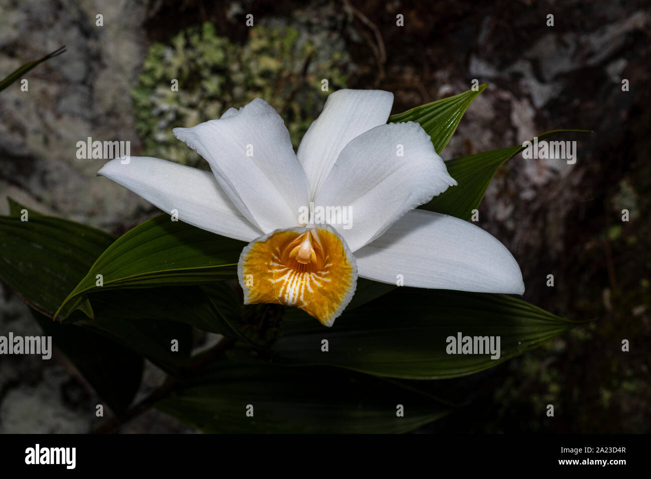 White sobralia orchid with stone in the background image taken in Panamas cloud forest Stock Photo