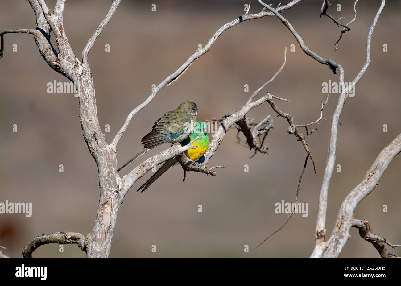 A pair of Red-rump Parrots perched on a dead tree branch Stock Photo