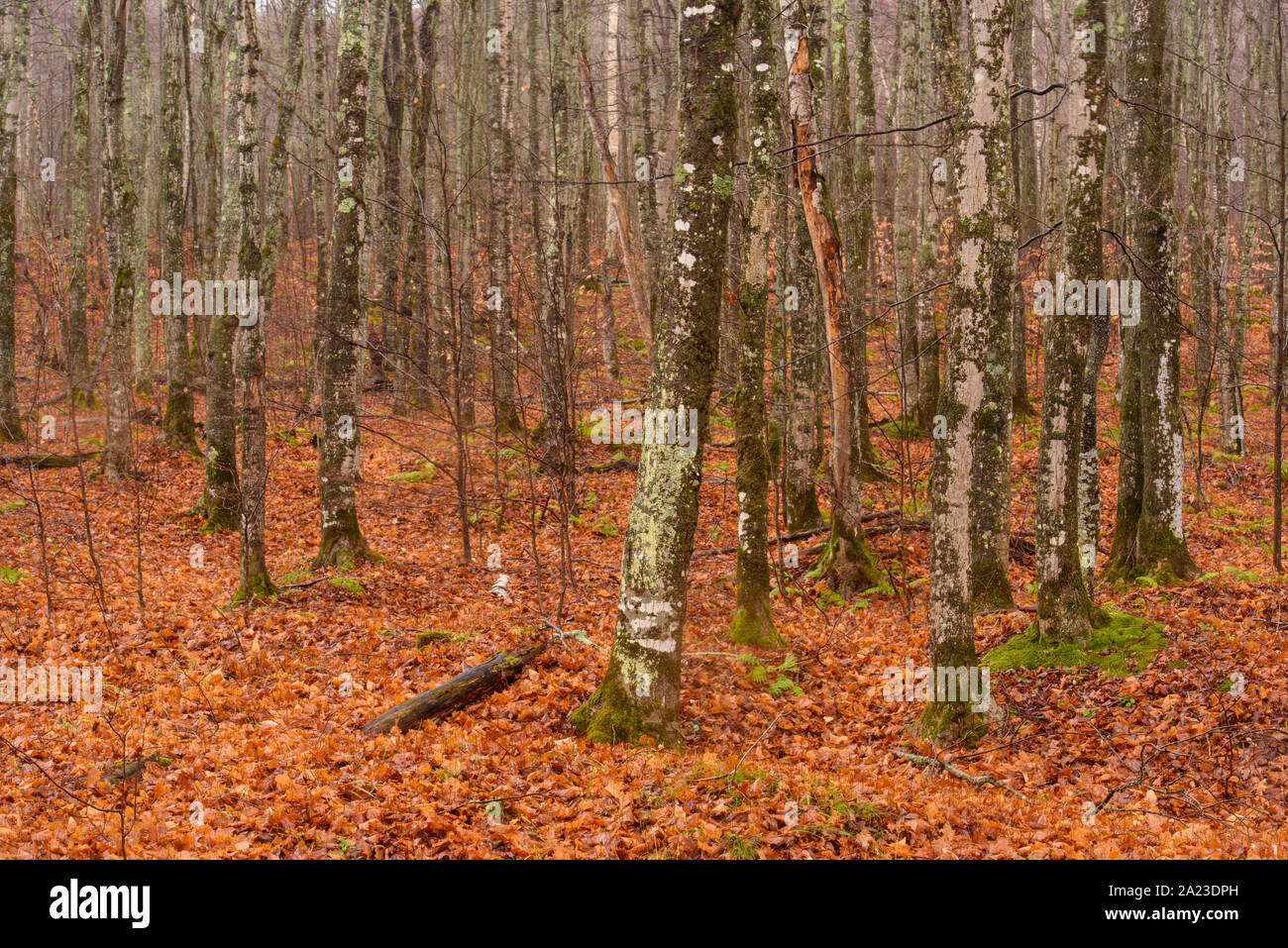 Beech maple hardwood woodland in late autumn, Pictured Rocks National Lakeshore, Michigan, USA Stock Photo