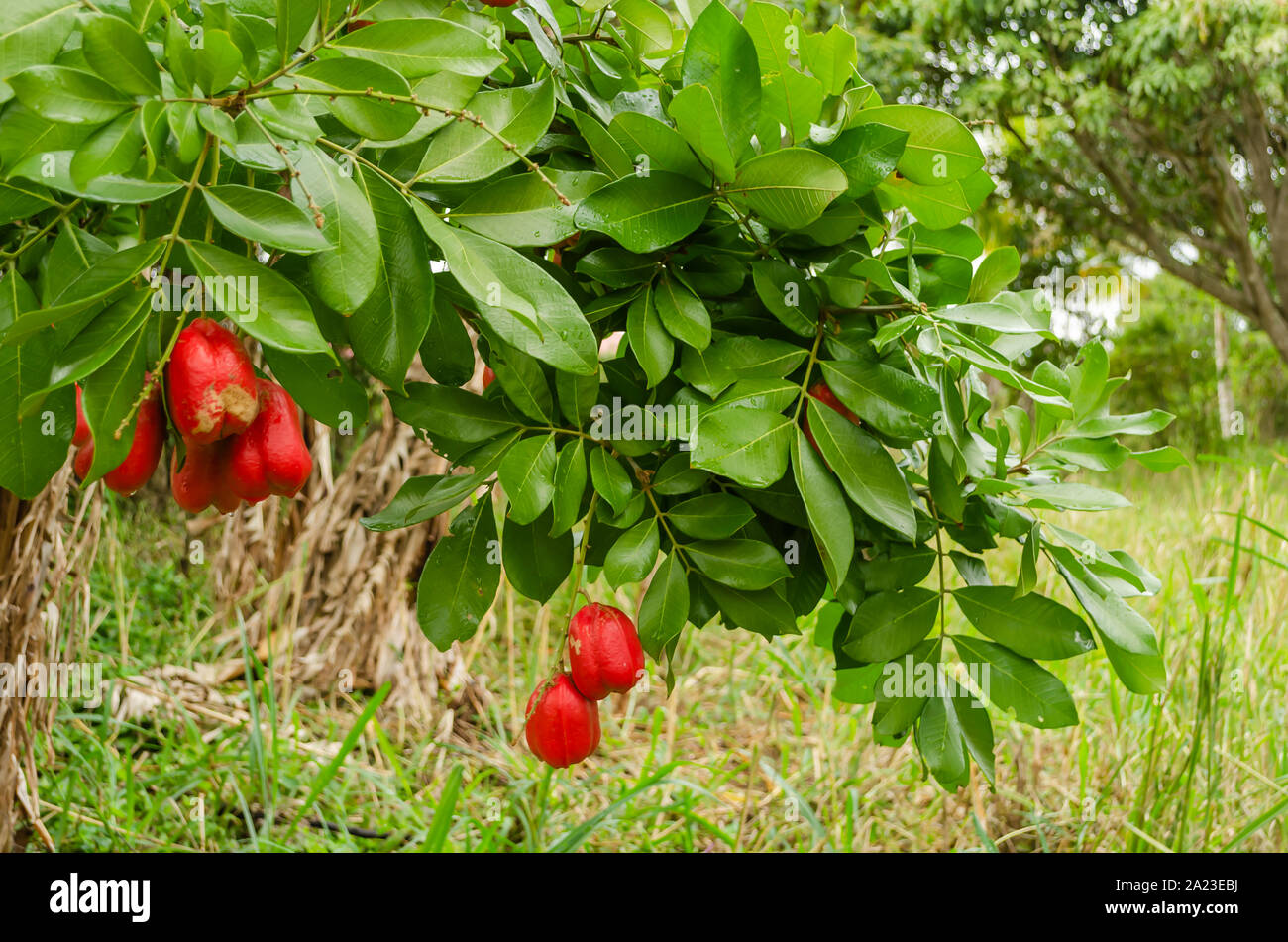 Blighia Sapida Branch And Fruits Stock Photo