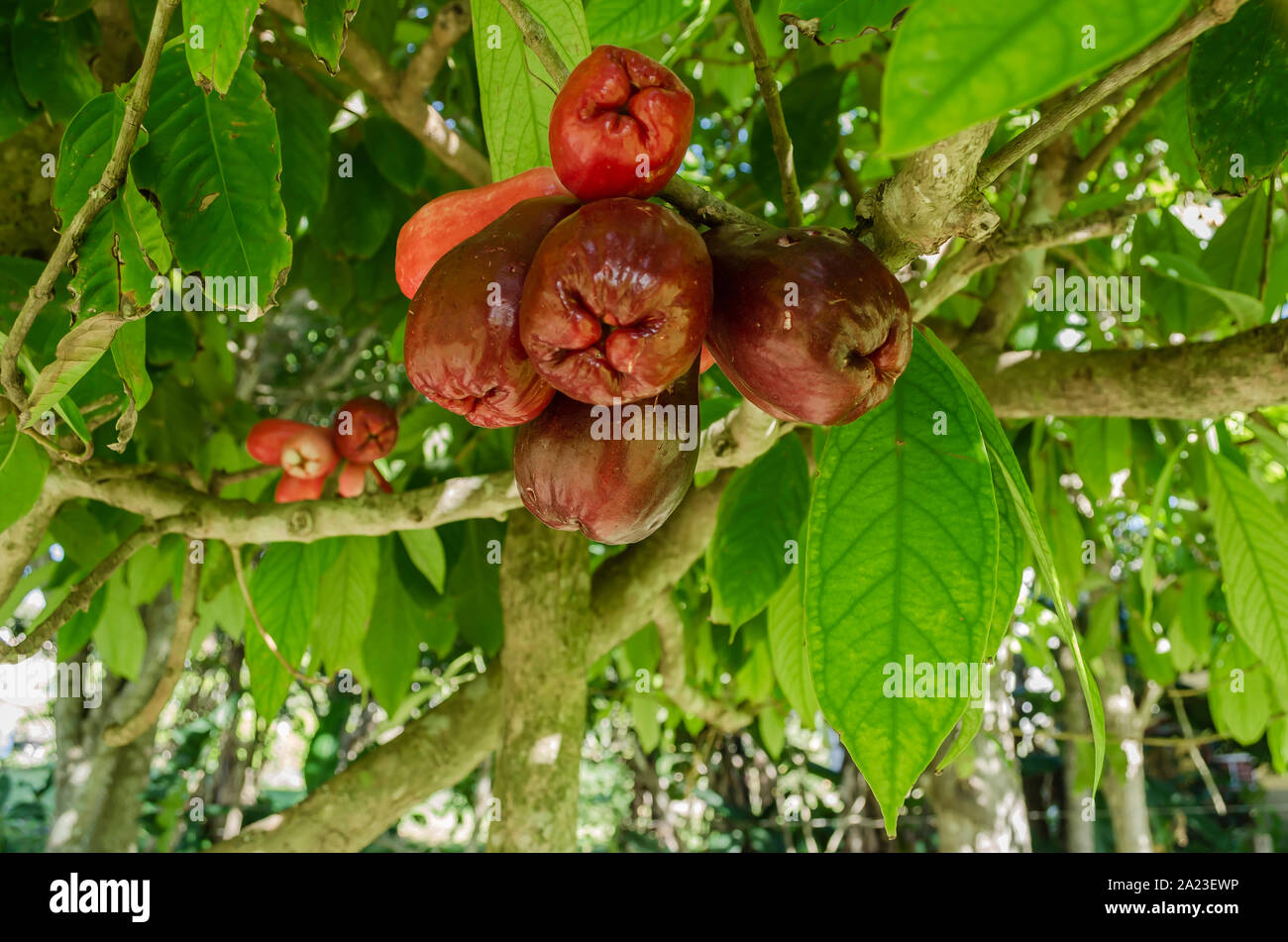 Bunch of Syzygium Malaccense Stock Photo