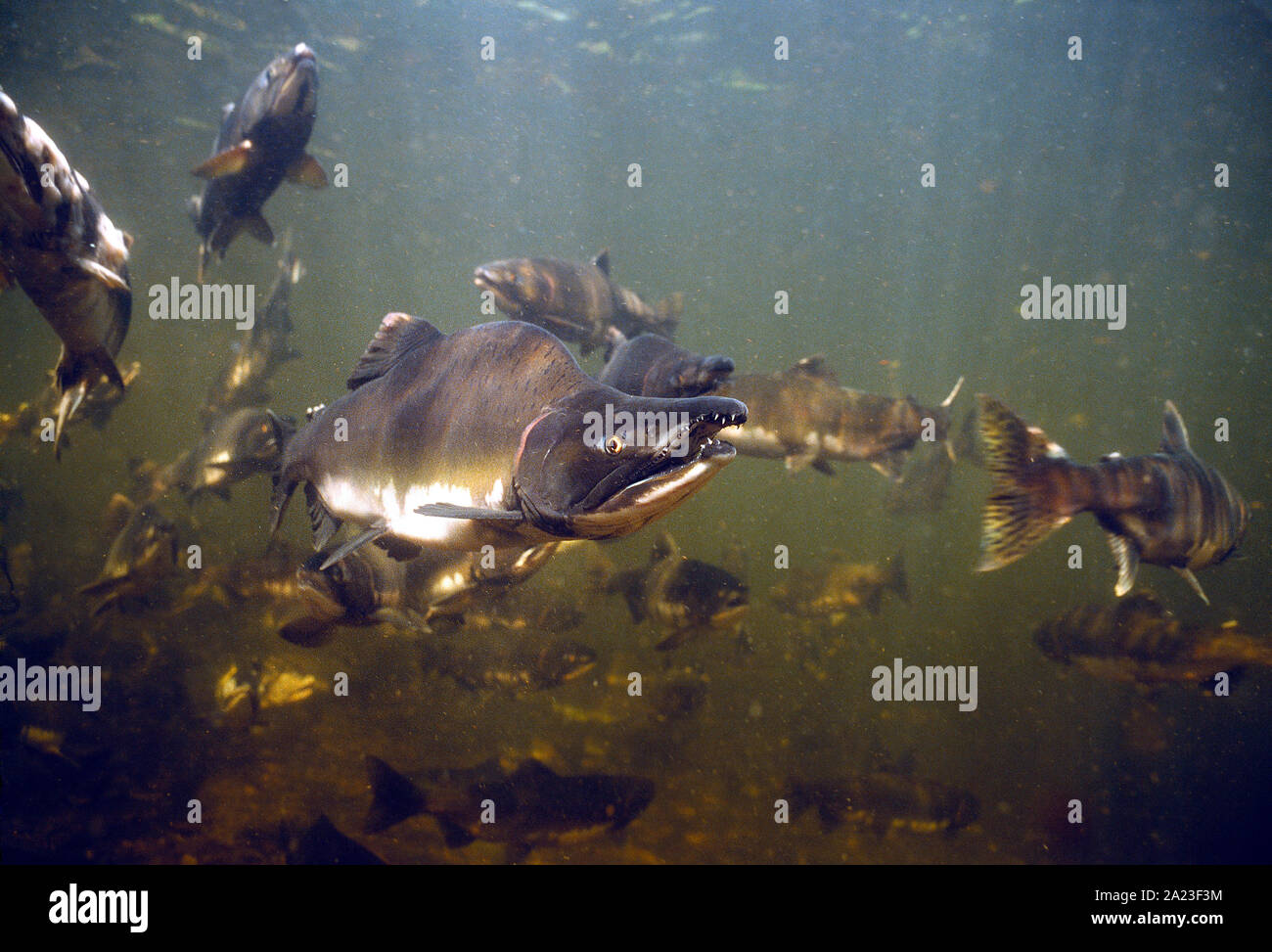 USA. Alaska. Wildlife. Fishes. Spawning Salmon. Stock Photo