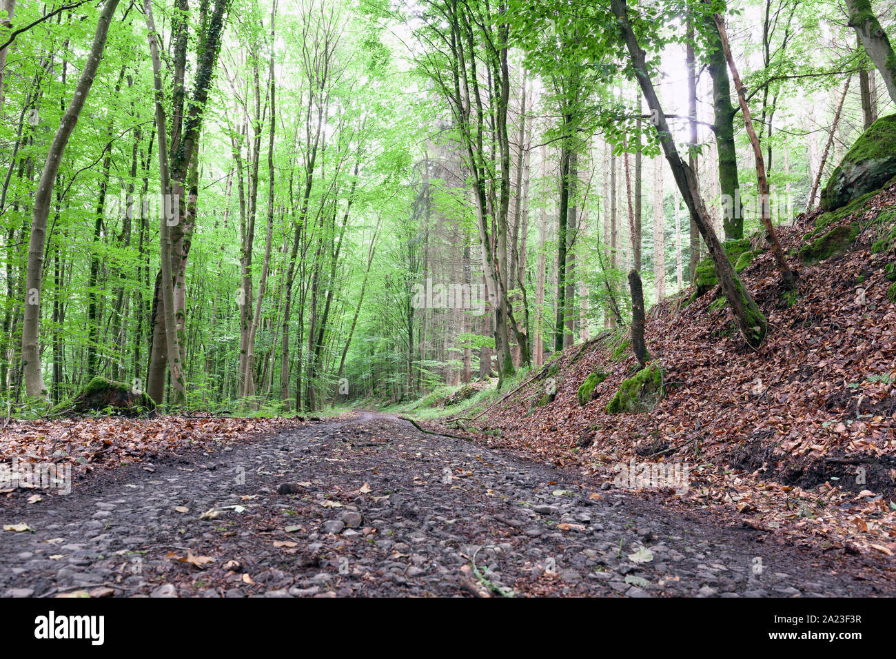 Europe, Luxembourg, Grevenmacher, Beaufort, Forest path near Haller Stock Photo