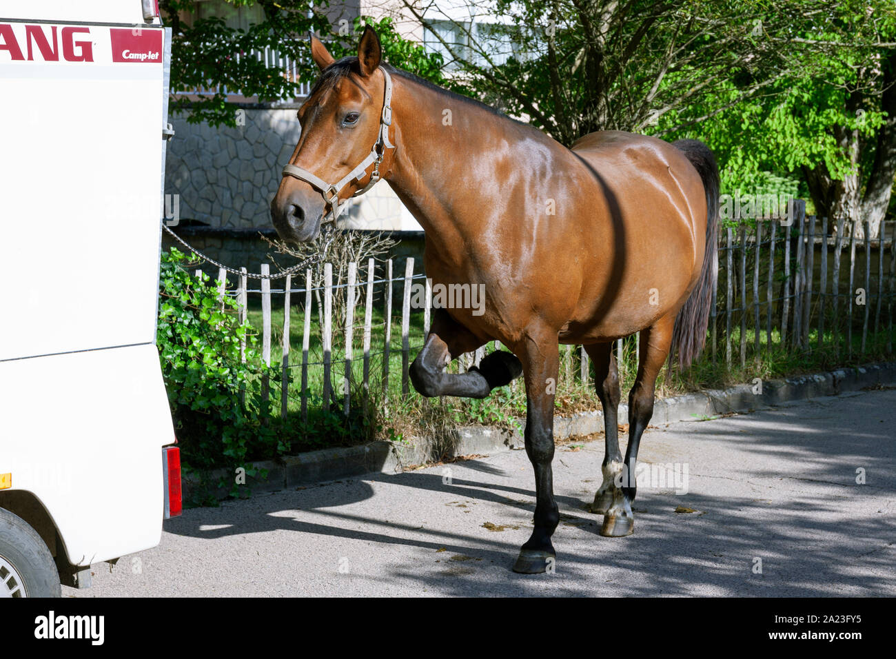 Europe, Luxembourg, Larochette, Tour de Luxembourg a Cheval (Equine Event), Horse resting between stages Stock Photo