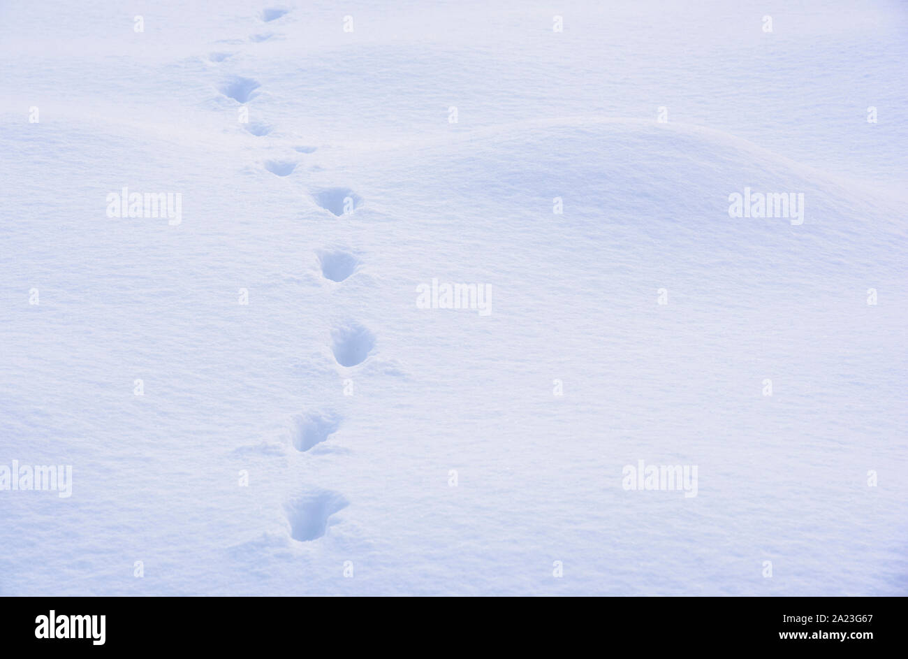 Animal tracks in the snow, Greater Sudbury, Ontario, Canada Stock Photo Alamy