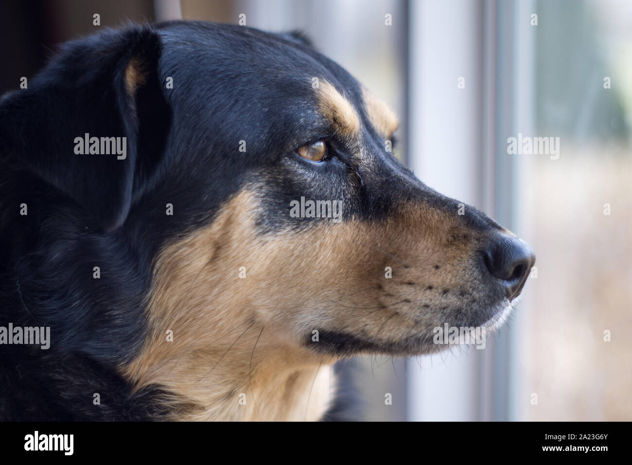 Portrait of adopted rescue dog in new home. Stock Photo